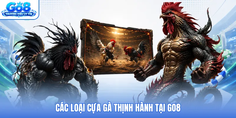 Các loại cựa gà thịnh hành tại GO8 Các loại cựa gà thịnh hành tại GO8