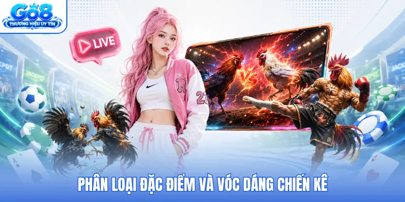 Phân loại đặc điểm và vóc dáng chiến kê Phân loại đặc điểm và vóc dáng chiến kê